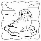 Walrus Black And White Coloring Book Or Page For Kids Marine  sketch template
