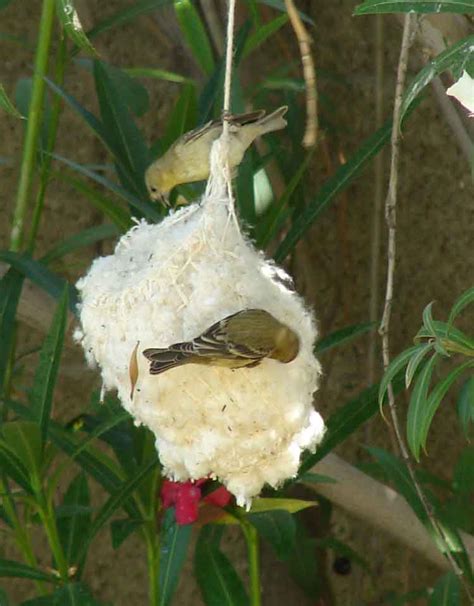 Birding Without Barriers: Lesser Goldfinches Still Nest-Building