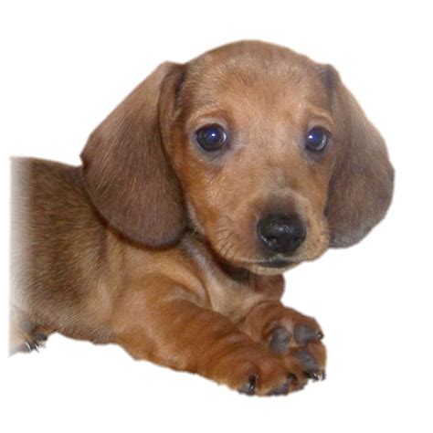 Cute Puppy Dogs: dachshund puppies