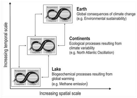 Diagram of panarchy with the four phases of adaptive cycles and their... | Download Scientific ...