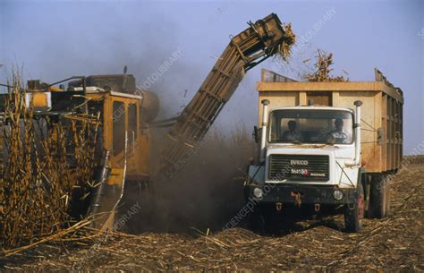 Harvesting sugar cane - Stock Image - E770/0296 - Science Photo Library