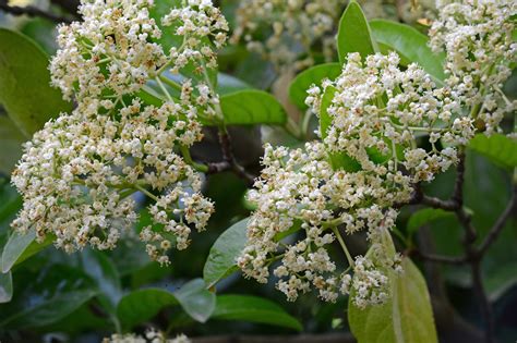 Sweet Viburnum for Sale | Buy Viburnum Plants Online | Perfect Plants