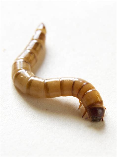 Choosing a Mealworm Species - Your Insect Breeding Learning Centre