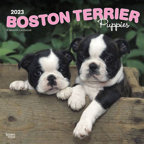 Boston Terrier Puppies Wall Calendar | ubicaciondepersonas.cdmx.gob.mx