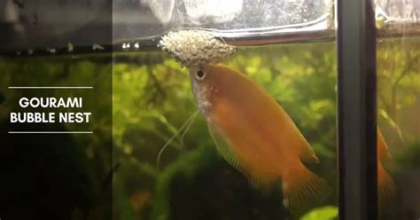 Gourami Bubble Nest - Breeding, and Common Gourami Species - The Aquarium Adviser