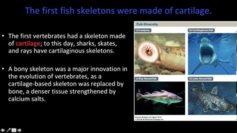 Lecture 25: Deuterostomes - part 3 - YouTube