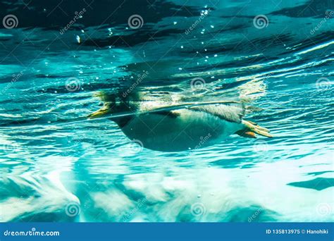 Penguin in Water - Penguin Swimming Underwater Shot Stock Image - Image ...