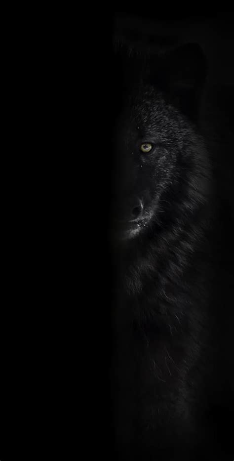 Black Wolf Images | Mystery & Fear Unravelled - Cool Wildlife