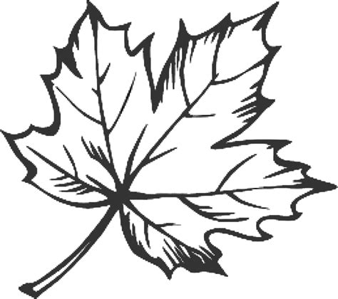 Simple Maple Leaf Drawing - Tommy