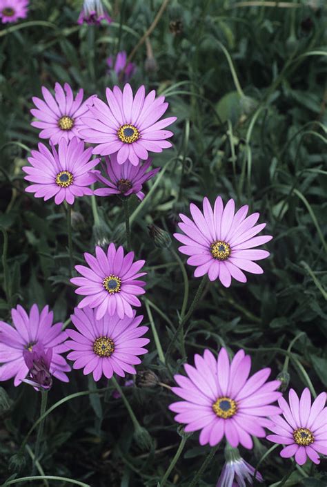 Osteospermum 'langtrees' Flowers Photograph by Adrian Thomas