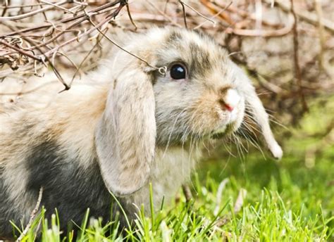 How to Choose a Name for Your Pet Rabbit - PetHelpful