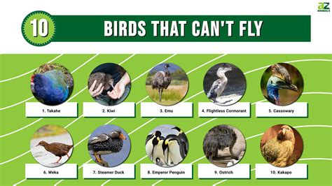 10 Birds That Can't Fly - A-Z Animals