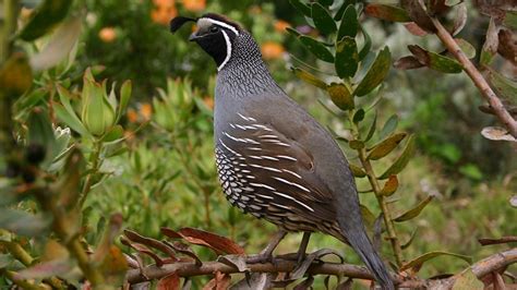 Quail – Spirit Animal, Symbolism and Meaning