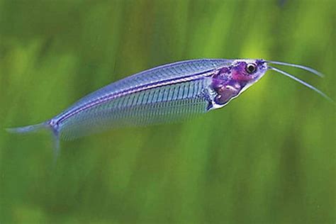 Ghost Glass Catfish – Detailed Guide: Care, Diet, and Breeding - Shrimp ...