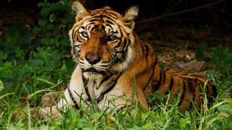 The World's Most Famous Tiger - National Geographic for everyone in everywhere