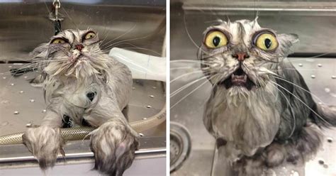 10+ Hilarious Pictures Of Wet Cats – Paws Planet – World Animal News