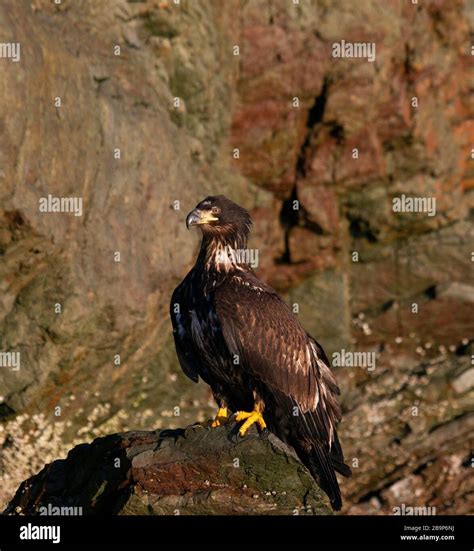 Bald Eagle Juvenile Perched on Rock Portrait Stock Photo - Alamy