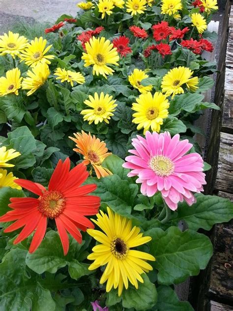 Gerbera Daisy at Andy's Creekside Nursery in Vestavia Hills, AL. | Garden center, Perfect plants ...