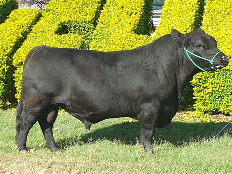 Australian Lowline Cattle & Genetics For Sale - ALCA