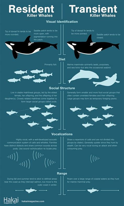 Great comparison of resident vs transient killer whales (link to full ...