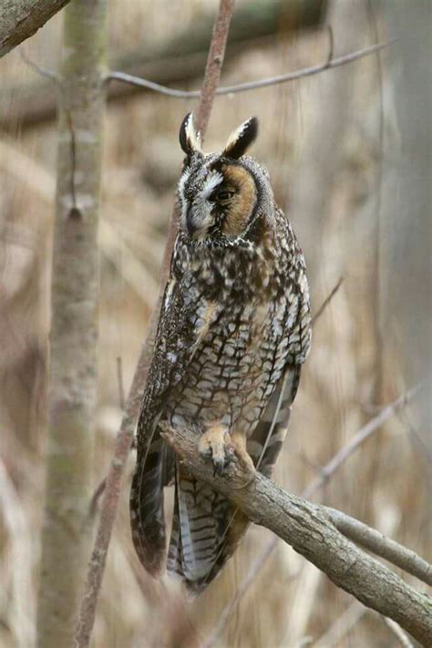 Long eared owl, Indiana | Long eared owl, Owl, Cute owl