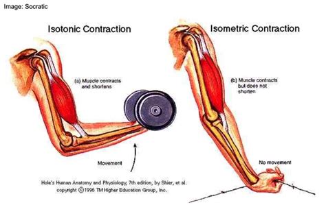 Isometric Contraction Exercises