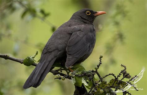 Glossy-black Thrush (Turdus serranus) | Glossy-black Thrush … | Flickr