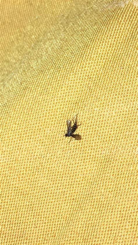 What Are These Tiny Little Black Flies In My House | Psoriasisguru.com