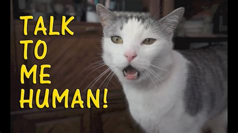 Cats Talking With Their Humans Compilation 2015 [NEW] - YouTube