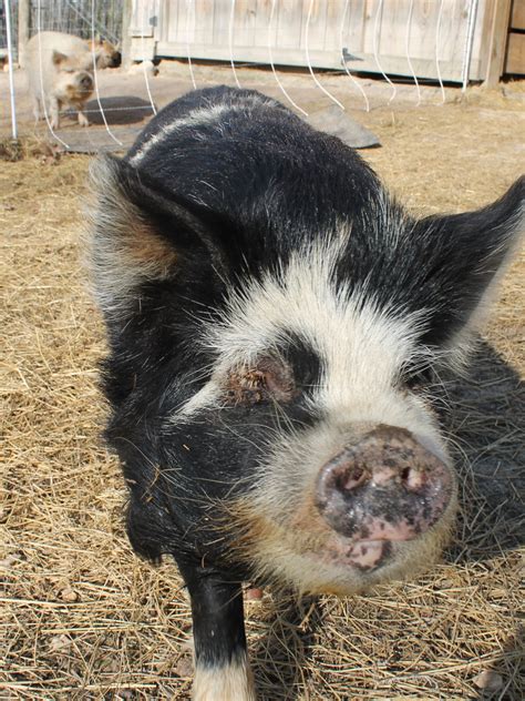 kunekune pigs | thistledownfarmnc