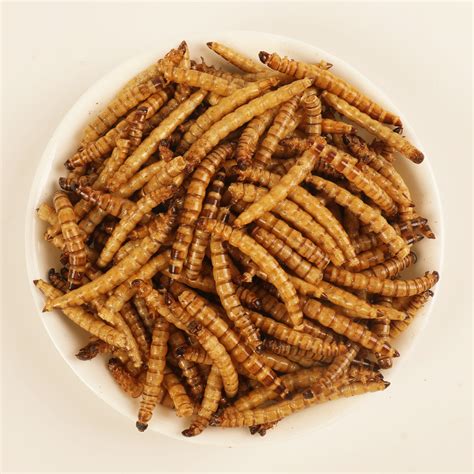 Dried Cricket Mealworm Grasshopper All Natural Pet Food - Green pet care