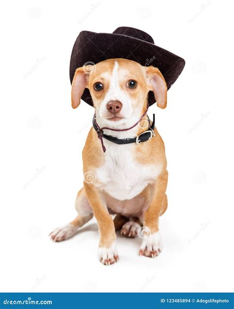 Little Dog Wearing Cowboy Hat Stock Photo - Image of costume, mixed: 123485894