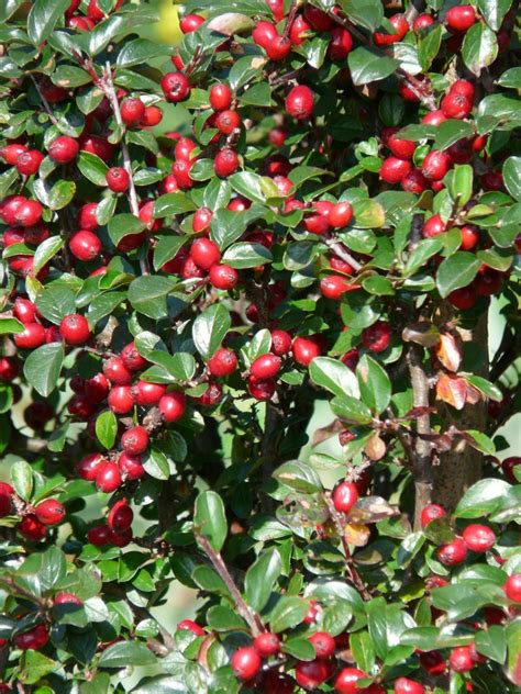Free Images : leaf, flower, bush, food, produce, evergreen, autumn, botany, holly, berries ...
