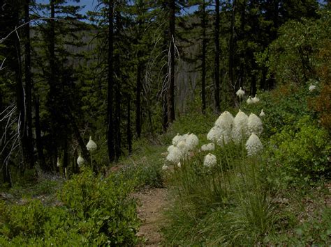 Siskiyou Wilderness