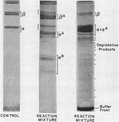 Acrylamide gel electrophoresis patterns of products from incubations of ...