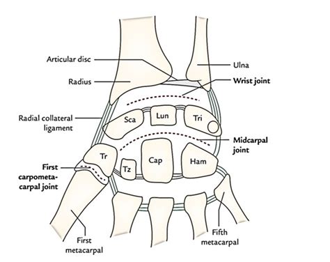 Wrist Joint Anatomy