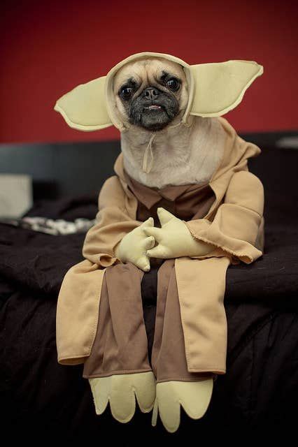 26 Costumes That Prove Pugs Always Win At Halloween in 2020 (With images) | Yoda dog costume ...