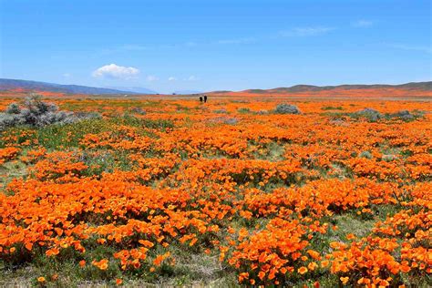 California's Iconic Poppy Fields Are in Bloom - and You Can See Them ...