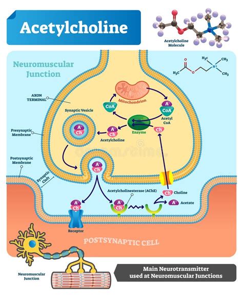 Acetylcholine molecule stock illustration. Illustration of element ...