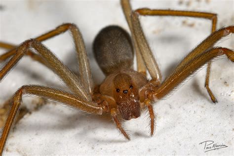 Hora de Fisioterapia: La araña del rincón: aclaraciones y cómo actuar