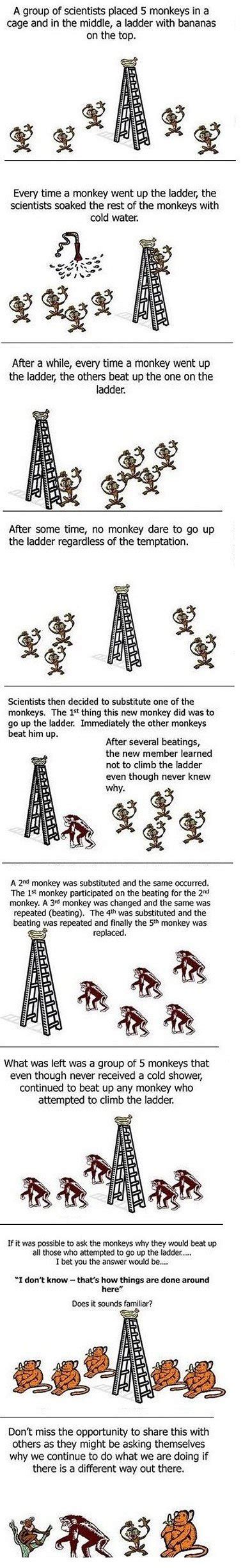 Monkey experiment | Monkeys funny, Funny pictures, Psychology