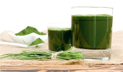 Benefits of Barley Grass Juice Powder | Centralsun.com