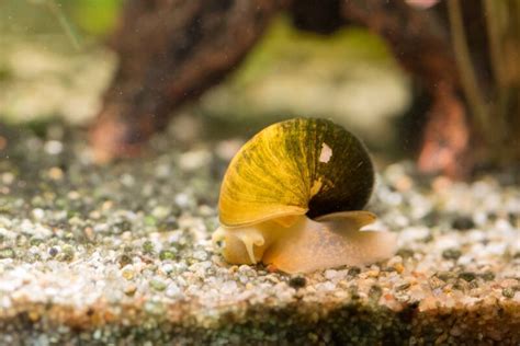 Freshwater Snails: Full Guide (with Types, Care & Breeding)