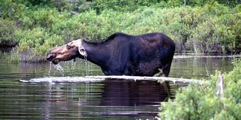 Moosehead Lake, Maine moose IMG_1024 - Notable Travels | Notable Travels