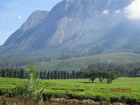 Mulanje Mountain Forest Reserve | Malawi | Wild Safari Guide