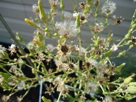 Thyme To Garden Now: Saving Lettuce Seeds