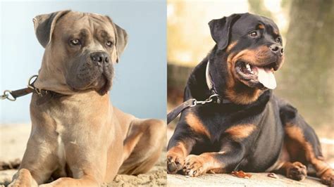 Rotticorso (Cane Corso Rottweiler Mix): Info, Pictures, Traits & Facts | Hepper