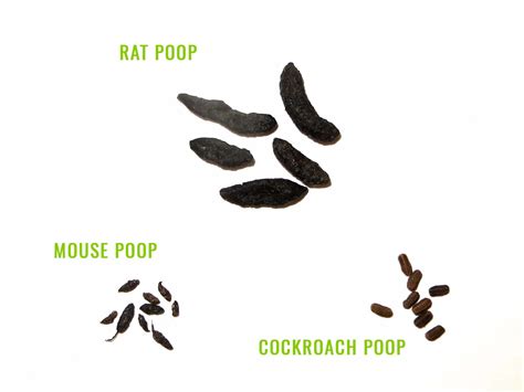 Rat Poop Identification & Removal - Pest Resources