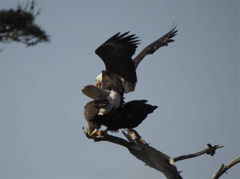 bald eagles mating – Mendonoma Sightings