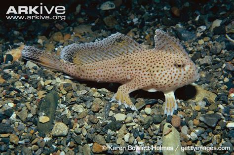 Spotted handfish ( Ikan Berkaki Empat ) | Tips Peternakan, Budidaya, dan Pertanian